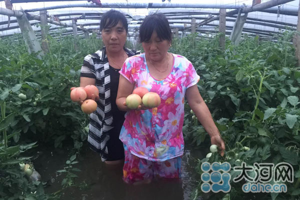 现场直击南京暴雨:蔬菜大棚几乎没顶 收成要泡汤了